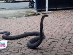 Diserahkan ke BKSDA, King Cobra 3,5 M Dari Kampak Akhirnya Dirawat Pawang di Trenggalek