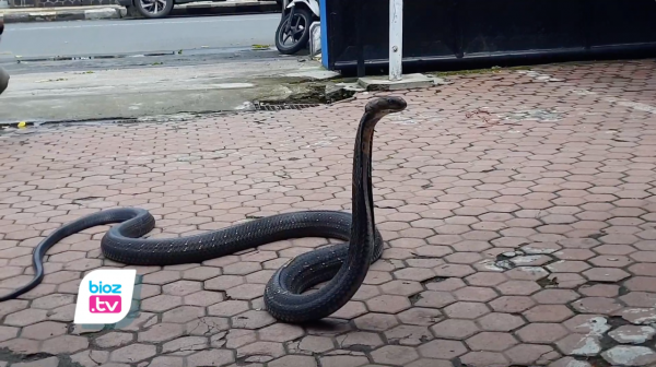Diserahkan ke BKSDA, King Cobra 3,5 M Dari Kampak Akhirnya Dirawat Pawang di Trenggalek