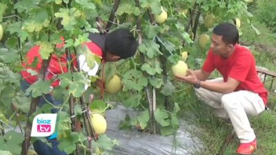 Bidik Pasar Supermarket, Petani Muda di Trenggalek Sukses Kembangkan Budidaya Melon Premium