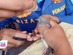 Burungnya Bengkak Gara Gara CIncin Tak Bisa Dilepas, Warga Karangsoko Datangi Damkar Trenggalek