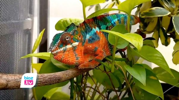 Pemuda Trenggalek Raup Cuan Puluhan Juta Berkat Budidaya Cameleon