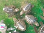 7000 Ekor Anak Penyu Dilepas Liarkan Dari Penangkaran Pantai Kili Kili Trenggalek