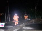Pohon Trembesi Tumbang Tutup Jalan Mayjen Sungkono Trenggalek, Arus Lalin Sempat Lumpuh