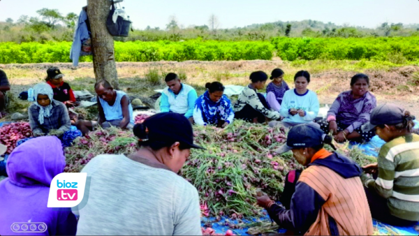 Petani Bawang Memetik Hasil