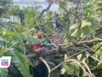Pohon Jati Tumbang Robohkan Tiang LIstrik & Timpa Rumah Warga di Karangan Trenggalek