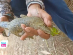 Berburu Ikan, Pemancing di Trenggalek Dapatkan Anak Buaya di Sungai Desa Ngadirenggo