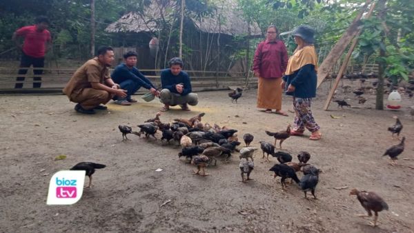 Lagi Lagi Mahasiwa ITB AD Menjadi Pelopor Pemberdayaan Ternak Ayam Bagi Masyarakat Desa Kundi