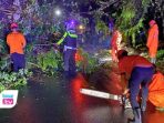 Proses Evakuasi Pohon Tumbang Di Jalan nasional Trenggalek-Ponorogo, Masuk Kelurahan Tamanan, Kamis (5/12)