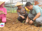 Lahan pertanian kering dan sulit air di Puncak Dawung Desa Suruh, Kecamatan Suruh kabupaten Trenggalek berubah menjadi kebun sayur