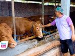 Menjelang perayaan Idul Adha 2025, peternak sapi dan kerbau di Kabupaten Trenggalek, Jawa Timur, kebanjiran pesanan hewan kurban.