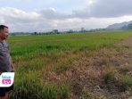 Di Trenggalek serangan wereng coklat kian menggila. Hama ini melahap padi hanya dalam hitungan hari.