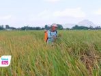 Serangan wereng coklat di Trenggalek kini memasuki fase mengkhawatirkan.