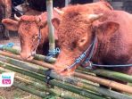 Pedagang sapi di Trenggalek kebanjiran pesanan menjelang Iduladha 2026
