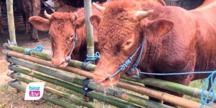 Pedagang sapi di Trenggalek kebanjiran pesanan menjelang Iduladha 2026