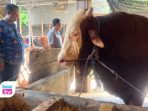 Dibeli Rp98 Juta, Sapi Jumbo 1,37 Ton Milik Warga Pogalan Jadi Hewan Kurban Presiden Prabowo Sapi Simental 1,37 ton ini kini resmi dibeli Presiden Prabowo