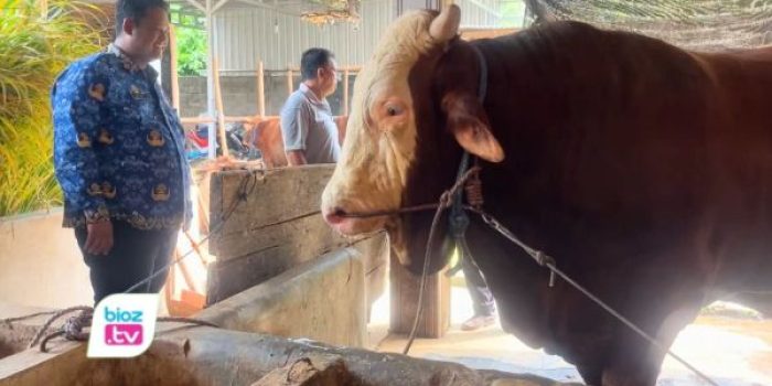 Sapi Simental 1,37 ton ini kini resmi dibeli Presiden Prabowo