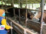 Harga sapi kurban di Trenggalek merangkak naik hingga Rp25 juta per ekor menjelang Idul Adha 2026