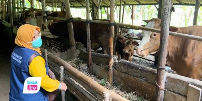 Harga sapi kurban di Trenggalek merangkak naik hingga Rp25 juta per ekor menjelang Idul Adha 2026