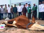 Anggota DPR RI Fraksi PKB Ahmad Iman Sukri memusatkan penyembelihan sapi kurban di Kantor PCNU Trenggalek