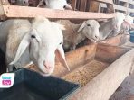 Harga kambing anjlok hingga sekitar 20 persen dibanding tahun sebelumnya