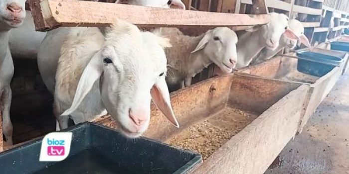 Harga kambing anjlok hingga sekitar 20 persen dibanding tahun sebelumnya