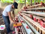 Jeritan Peternak Ayam Trenggalek Harga Pakan Meroket, Harga Telur Malah Amblas Rp24 Ribu Peternak ayam petelur di Trenggalek menghadapi tekanan berat