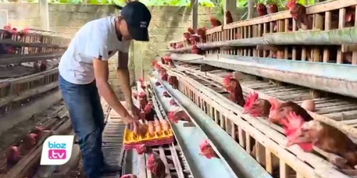 Peternak ayam petelur di Trenggalek menghadapi tekanan berat
