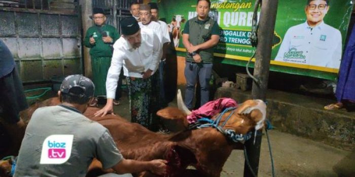 DPC PKB Trenggalek bersama Fraksi Kebangkitan Bangsa menyembelih tiga ekor sapi kurban