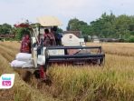 Produksi padi di Trenggalek mencapai 68 ribu ton hingga April 2026