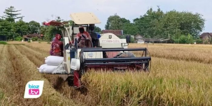 Produksi padi di Trenggalek mencapai 68 ribu ton hingga April 2026