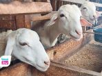 Peternak kambing di Trenggalek mendesak pemerintah memasukkan daging kambing ke menu MBG