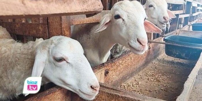 Peternak kambing di Trenggalek mendesak pemerintah memasukkan daging kambing ke menu MBG
