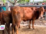 Harga sapi kurban di Trenggalek melonjak tajam menjelang Idul Adha 2026
