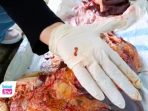 Dinas Peternakan dan Perikanan Trenggalek menemukan puluhan kasus cacing hati pada sapi dan kambing kurban.