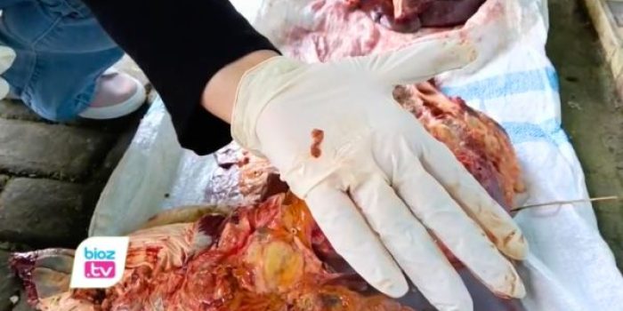 Dinas Peternakan dan Perikanan Trenggalek menemukan puluhan kasus cacing hati pada sapi dan kambing kurban.