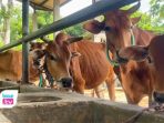 Selama Musim PMK Sapi Galekan Asli Trenggalek Tak Terjangkit, Tapi Kurang Diminati Peternak Sapi Galekan asli Trenggalek sukses bertahan dari serangan wabah PMK