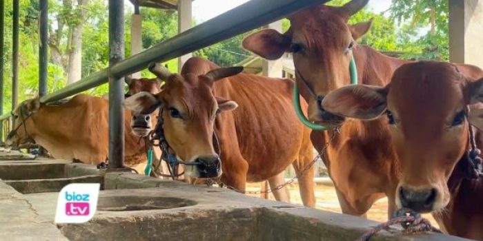 Sapi Galekan asli Trenggalek sukses bertahan dari serangan wabah PMK