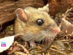 Dinkes Trenggalek mengingatkan bahaya membersihkan sarang tikus dengan cara disapu kering