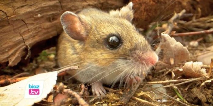 Dinkes Trenggalek mengingatkan bahaya membersihkan sarang tikus dengan cara disapu kering