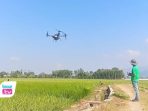 Petani di Trenggalek mulai beralih menggunakan drone untuk menyemprot padi.
