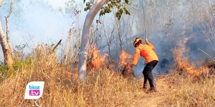 Perhutani membeberkan empat pemicu utama kebakaran hutan di Trenggalek