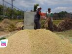 Bulog Tetap Serap Gabah Petani Trenggalek Rp6.500 per Kg, Pembayaran Langsung Masuk Rekening ulog Tulungagung membeli gabah petani Trenggalek seharga Rp6.500 per kilogram sesuai HPP