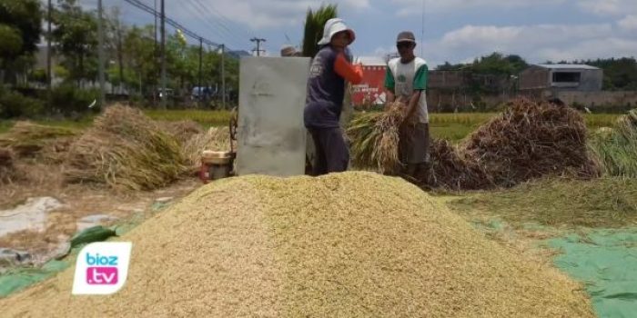 ulog Tulungagung membeli gabah petani Trenggalek seharga Rp6.500 per kilogram sesuai HPP