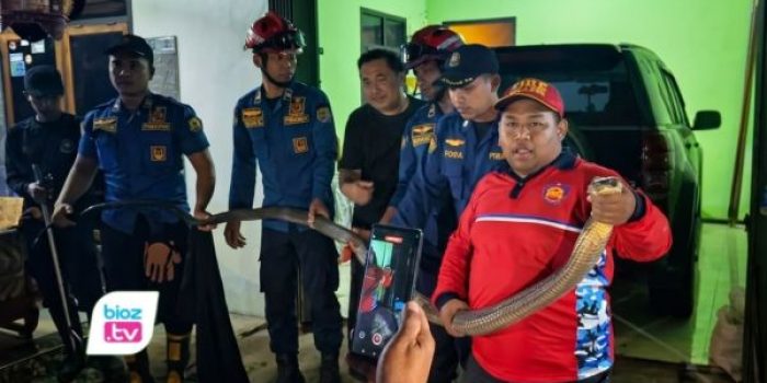 Seekor king cobra sepanjang 3,5 meter menyusup ke garasi warga di Sawahan, Watulimo