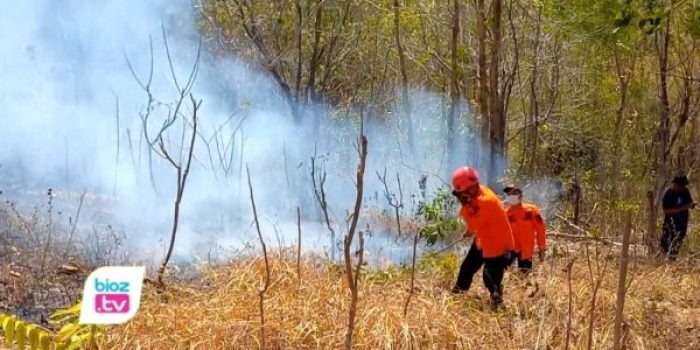 Perhutani mengusut dugaan unsur kesengajaan dalam pembakaran hutan di Trenggalek
