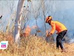 Hadapi Karhutla Bukan Dengan Semprotan Hama, BPBD Trenggalek Andalkan Gepyokan BPBD Trenggalek mengandalkan alat tradisional gepyokan dan sekat bakar untuk memadamkan karhutla