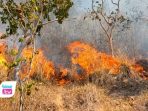 Kebakaran Hutan Trenggalek Capai 128,55 Hektare, Kerugian Tembus Rp439,8 Juta Kebakaran hutan di wilayah kerja Perhutani KPH Kediri Selatan mencapai 128,55 hektare