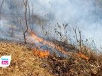 Perhutani Telusuri Penyebab Kebakaran Hutan Trenggalek, Dugaan Kesengajaan Belum Terbukti Perhutani menduga pembakaran serasah, puntung rokok, dan limbah pertanian memicu kebakaran hutan Trenggalek.