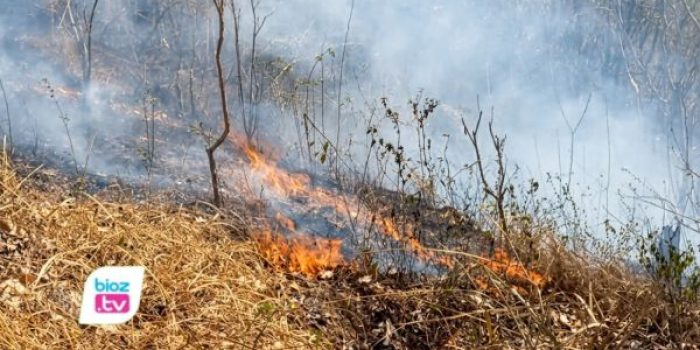 Perhutani menduga pembakaran serasah, puntung rokok, dan limbah pertanian memicu kebakaran hutan Trenggalek.
