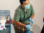 Dinas Peternakan dan Perikanan Trenggalek memfasilitasi vaksin rabies gratis bagi 40 hewan